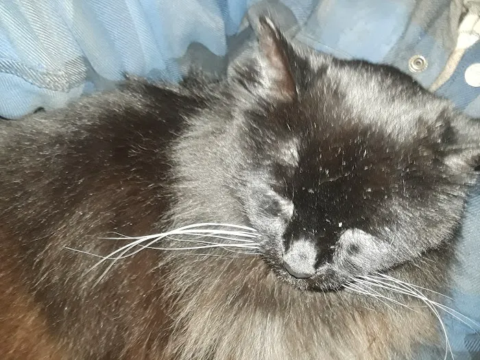 Banfield Pet Hospital Picture 4