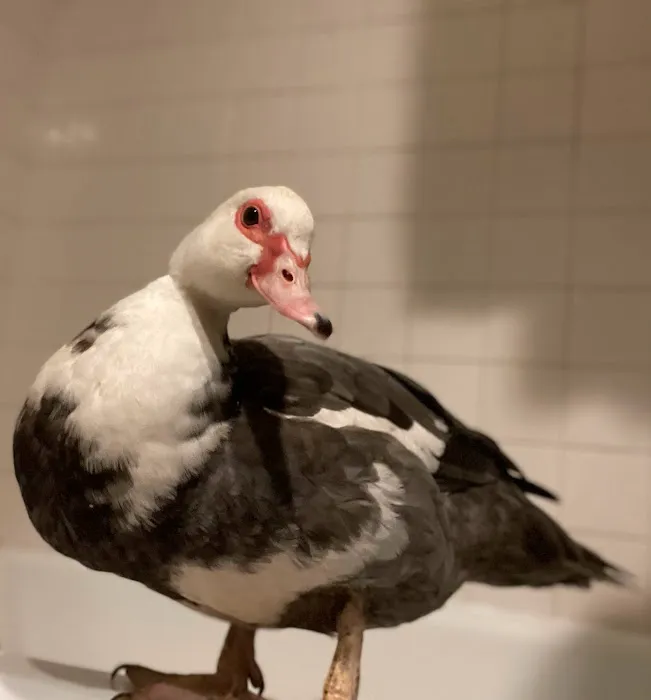 Avian & Exotic | AEVHS New Brighton Satellite Clinic Picture 8