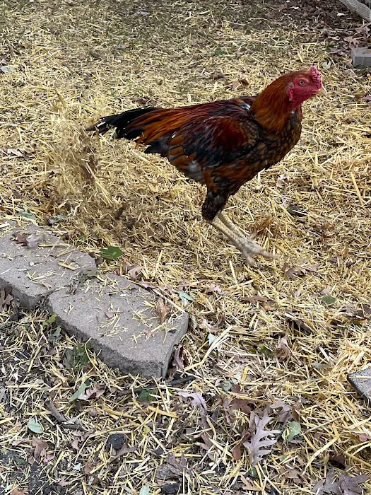 Avian & Exotic | AEVHS New Brighton Satellite Clinic Picture 10