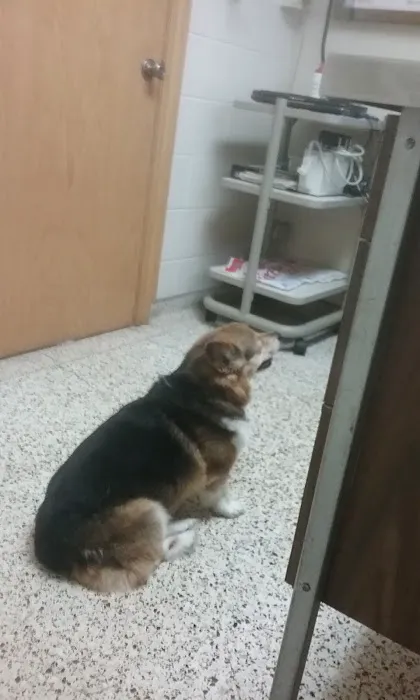 Skyline Veterinary Hospital Picture 10