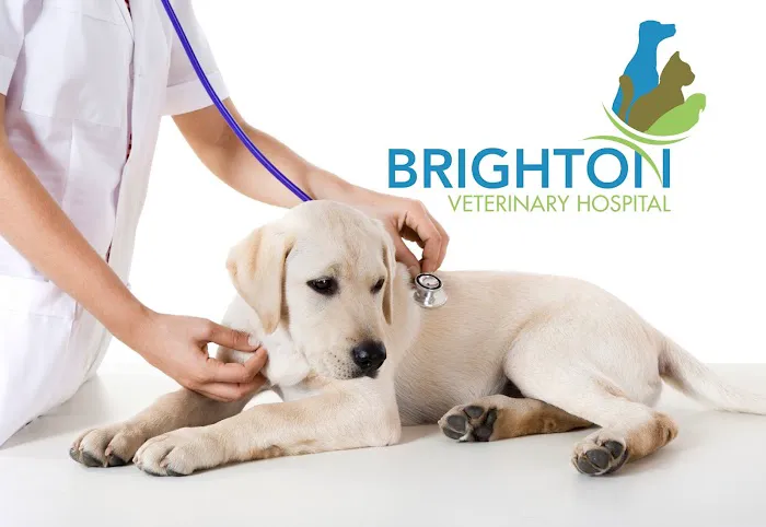 Brighton Veterinary Hospital Picture 1