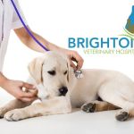 Brighton Veterinary Hospital