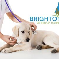 Brighton Veterinary Hospital ico