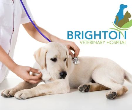 Brighton Veterinary Hospital