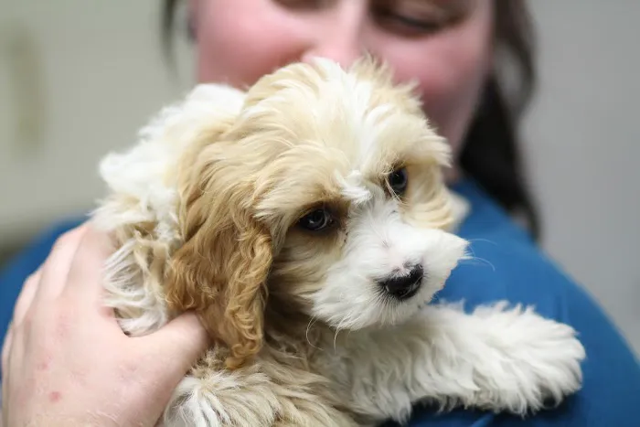 Brighton Veterinary Hospital Picture 3