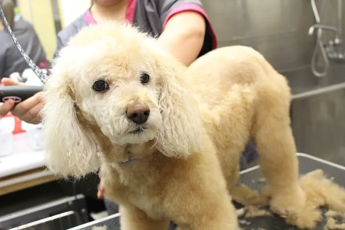 Brighton Veterinary Hospital Picture 6