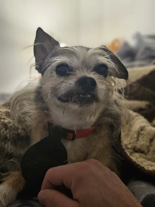 Brighton Veterinary Hospital Picture 8