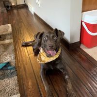 BluePearl Pet Hospital ico