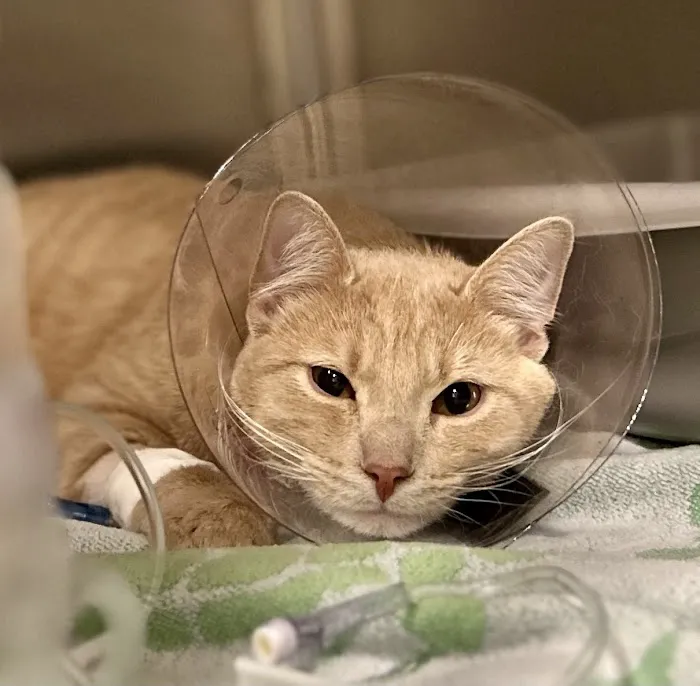BluePearl Pet Hospital Picture 2