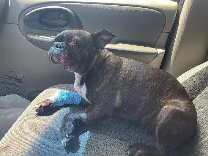BluePearl Pet Hospital Picture 9