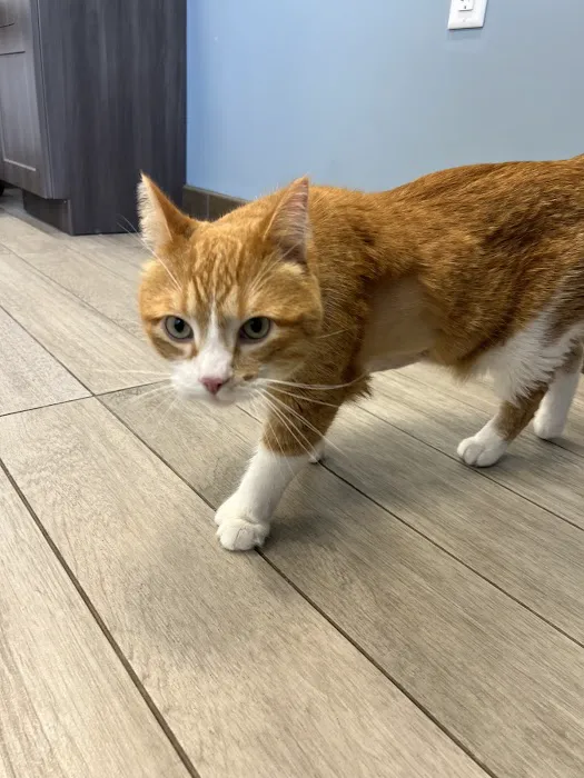BluePearl Pet Hospital Picture 10