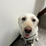 Arden Shoreview Animal Hospital