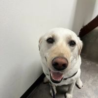 Arden Shoreview Animal Hospital ico