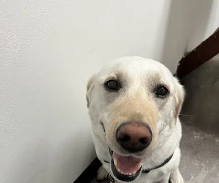 Arden Shoreview Animal Hospital