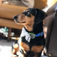 Banfield Pet Hospital ico