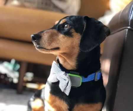 Banfield Pet Hospital