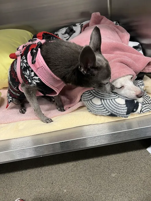 Banfield Pet Hospital Picture 4