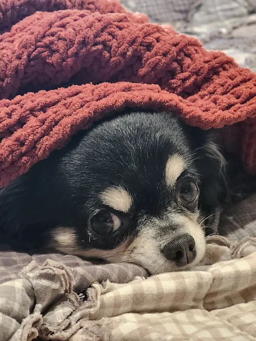 Livewell Animal Urgent Care of Shoreview Picture 1