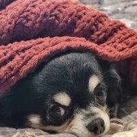 Livewell Animal Urgent Care of Shoreview ico