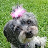 Mounds View Animal Hospital ico