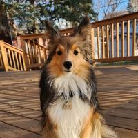 Shoreview North Oaks Animal Hospital ico