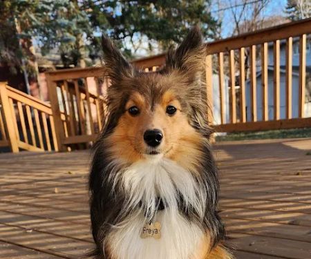 Shoreview North Oaks Animal Hospital
