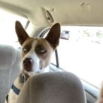 Access Veterinary Care