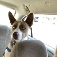 Access Veterinary Care ico