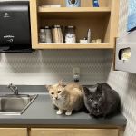 New Hope Animal Hospital