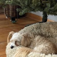 New Hope Animal Hospital: Gordon Janet DVM ico