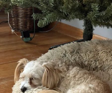 New Hope Animal Hospital: Gordon Janet DVM