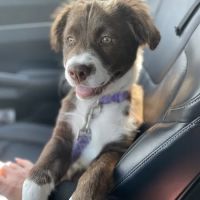 Northbrook Animal Hospital ico