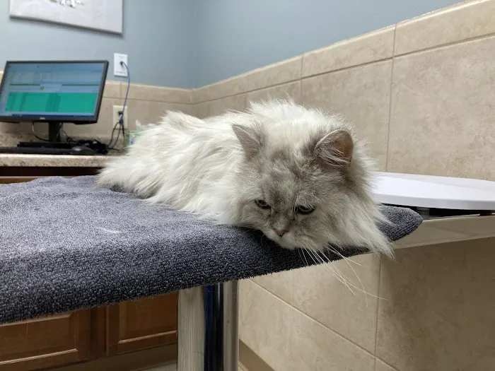 Northbrook Animal Hospital Picture 9