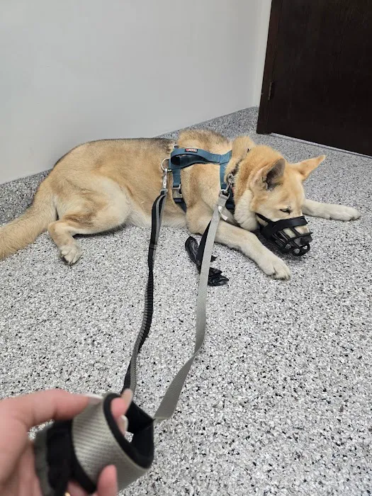Northbrook Animal Hospital Picture 10
