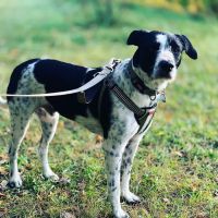 Brookdale Animal Hospital ico