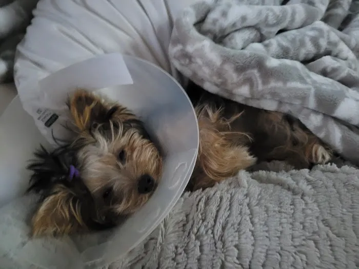 Murray Animal Hospital Picture 4