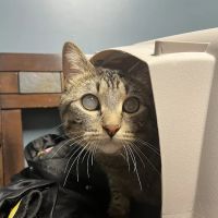 Animal Emergency & Referral Center of Minnesota (AERC) ico