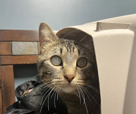 Animal Emergency & Referral Center of Minnesota (AERC)