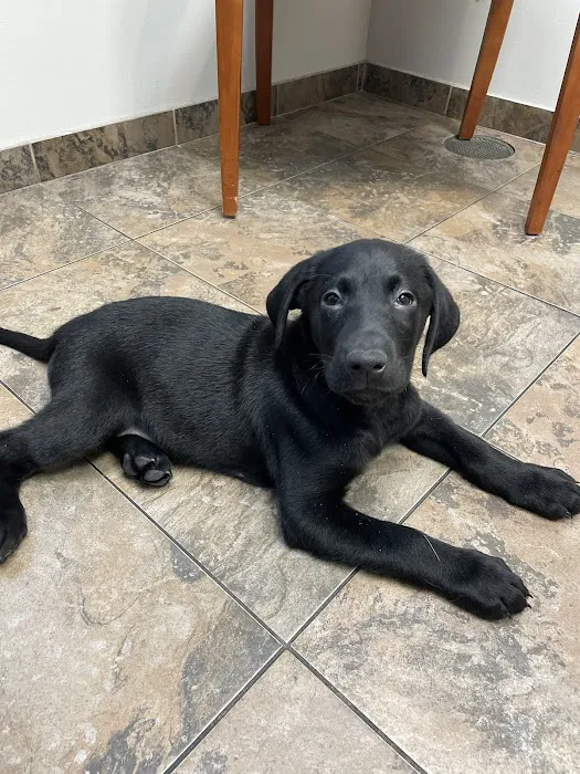 Animal Emergency & Referral Center of Minnesota (AERC) Picture 4