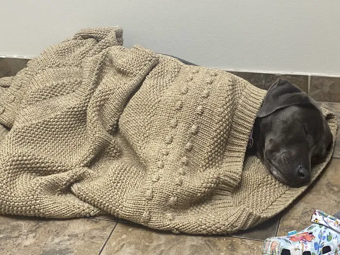 Animal Emergency & Referral Center of Minnesota (AERC) Picture 5