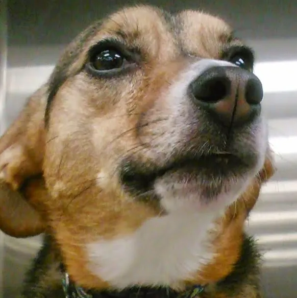 Animal Emergency & Referral Center of Minnesota (AERC) Picture 10