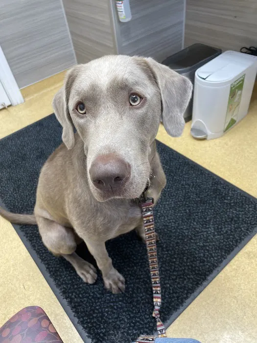 Grand Avenue Veterinary Center Picture 1