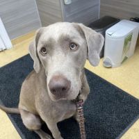 Grand Avenue Veterinary Center ico