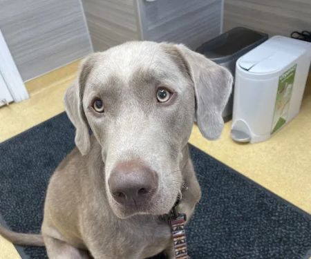 Grand Avenue Veterinary Center