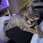 Animal Humane Society Veterinary Center
