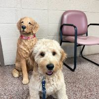 Hopkins Pet Hospital ico