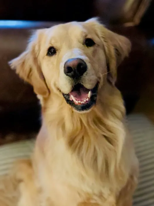 Veterinary Behavior Specialties of Minnesota Picture 4