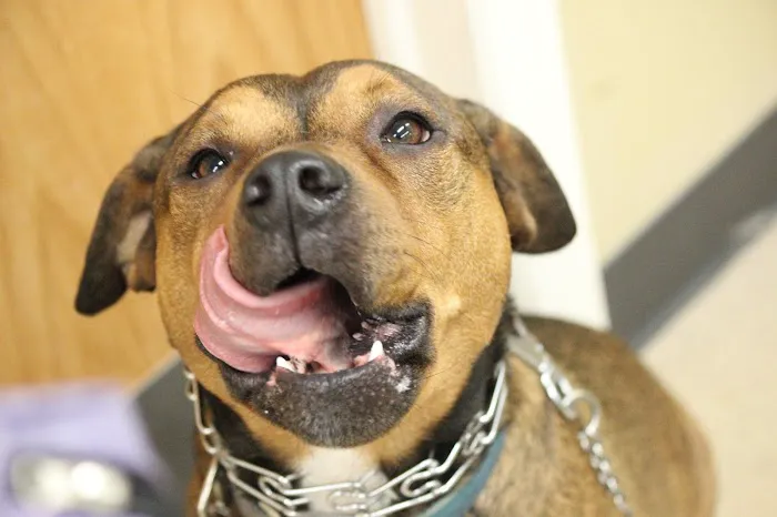 St. Paul Pet Hospital Picture 4