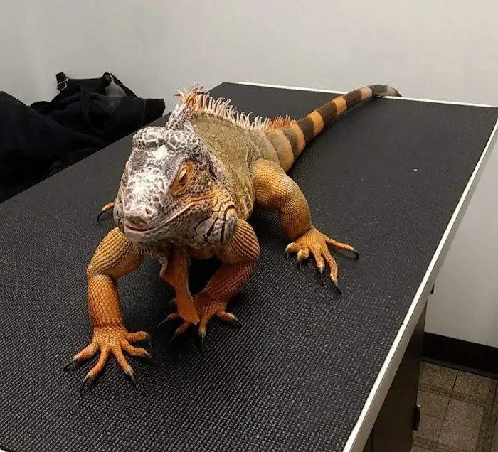 Greenbrier Animal Hospital Picture 5