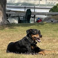 WellHaven Pet Health Minnetonka ico